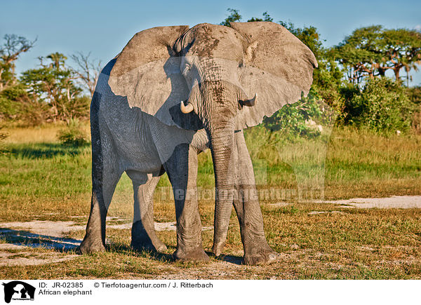 African elephant / JR-02385