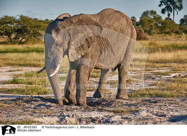 African elephant / JR-02392