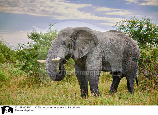 African elephant / JR-02406