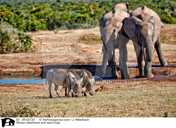 Afrikanische Elefanten und Warzenschweine / African elephants and wart hogs / JR-02725