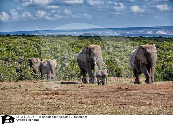 African elephants / JR-02735