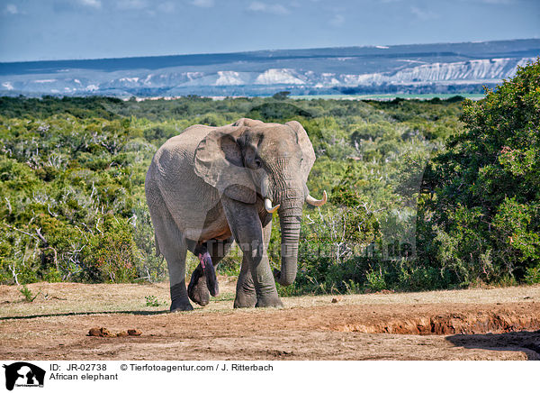 African elephant / JR-02738
