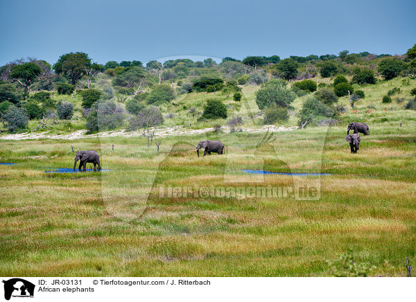 Afrikanische Elefanten / African elephants / JR-03131
