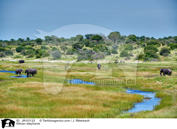 African elephants / JR-03132