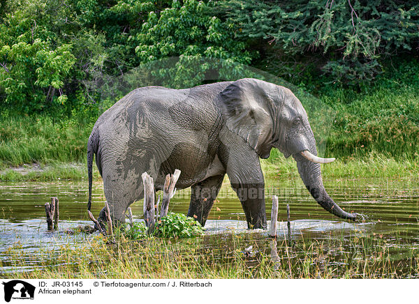 Afrikanischer Elefant / African elephant / JR-03145