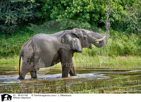 Afrikanischer Elefant / African elephant / JR-03146