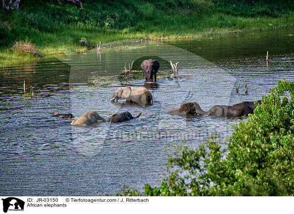 Afrikanische Elefanten / African elephants / JR-03150