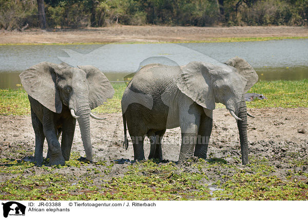 African elephants / JR-03388