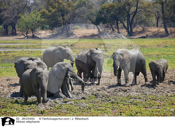 African elephants / JR-03400