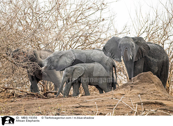 African Elephants / MBS-19359