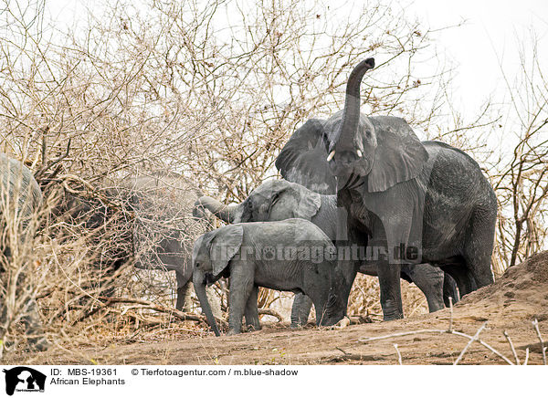 African Elephants / MBS-19361