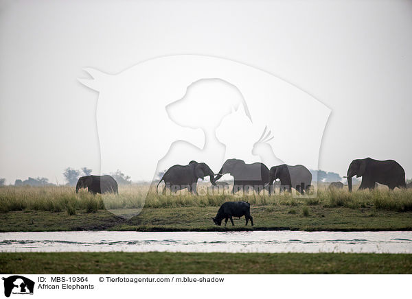 Afrikanische Elefanten / African Elephants / MBS-19364