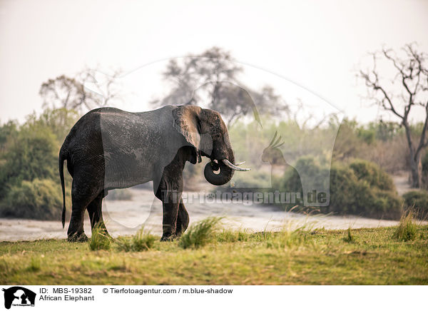 African Elephant / MBS-19382