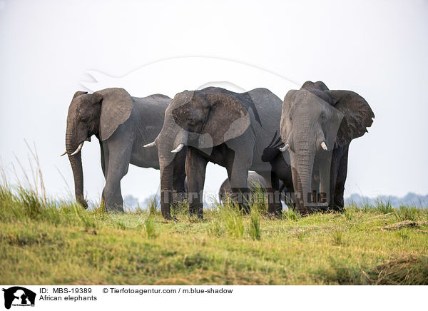 African elephants / MBS-19389