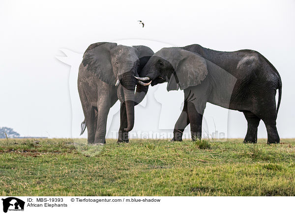 African Elephants / MBS-19393