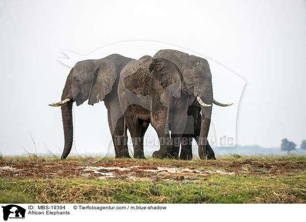 African Elephants / MBS-19394