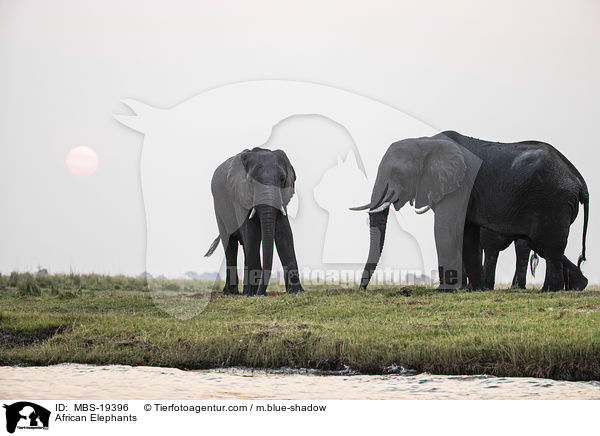 African Elephants / MBS-19396