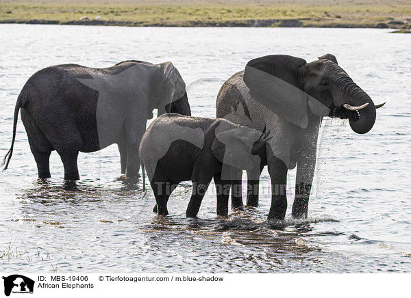 African Elephants / MBS-19406