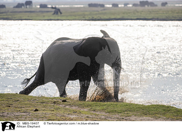 African Elephant / MBS-19407