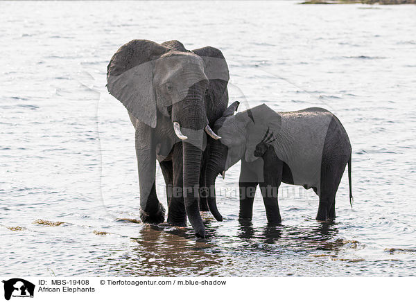 African Elephants / MBS-19408