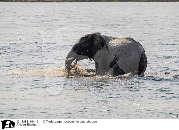 African Elephant / MBS-19412