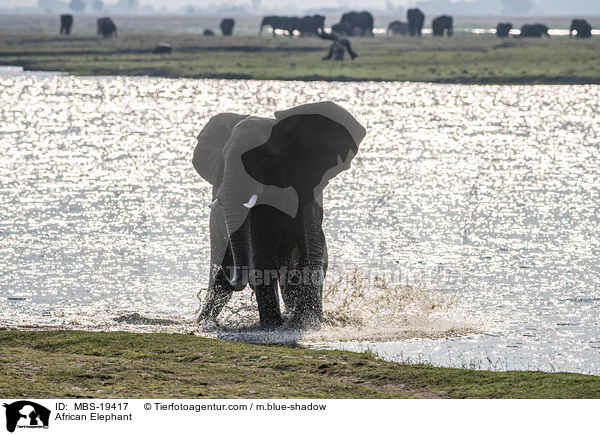 African Elephant / MBS-19417