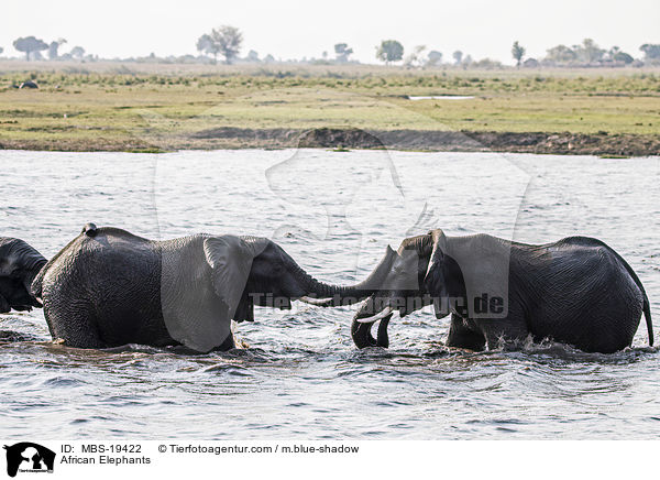 African Elephants / MBS-19422
