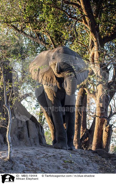 Afrikanischer Elefant / African Elephant / MBS-19444