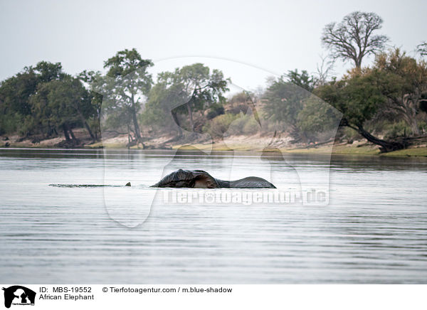 Afrikanischer Elefant / African Elephant / MBS-19552