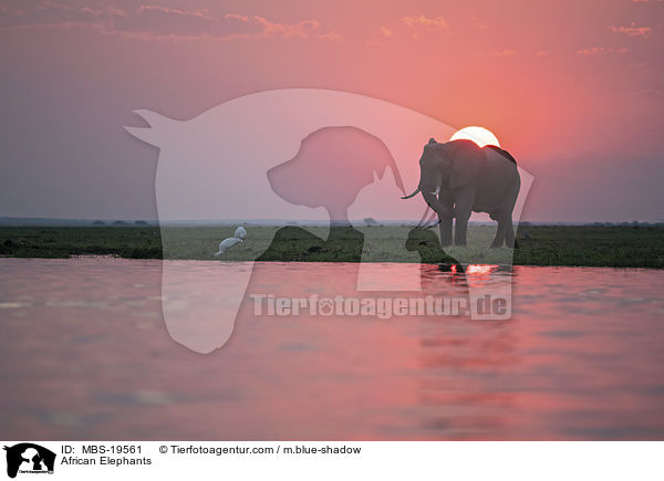 African Elephants / MBS-19561