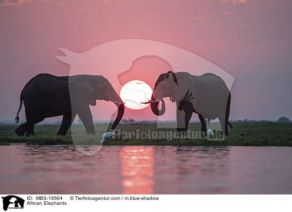 African Elephants / MBS-19564