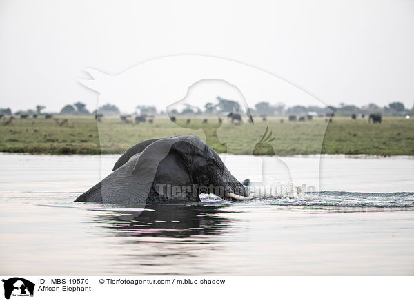 African Elephant / MBS-19570