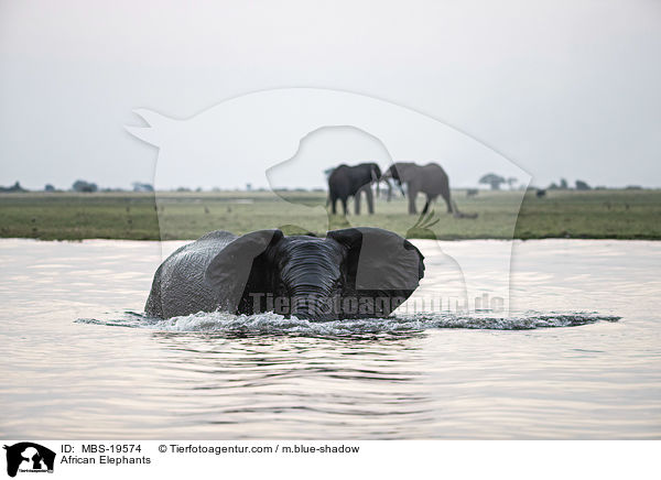 African Elephants / MBS-19574