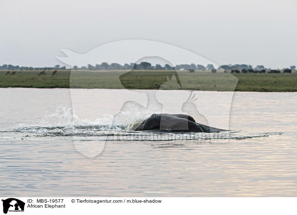 African Elephant / MBS-19577