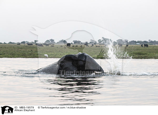 African Elephant / MBS-19579
