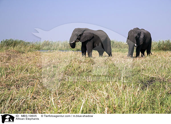 Afrikanische Elefanten / African Elephants / MBS-19605