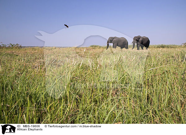 African Elephants / MBS-19606