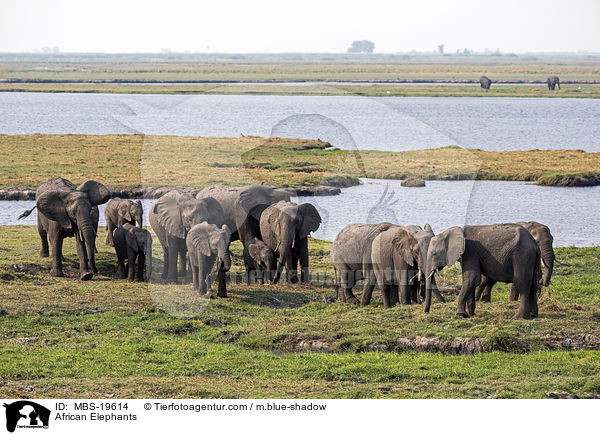 African Elephants / MBS-19614