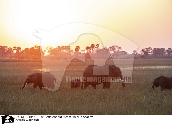 Afrikanische Elefanten / African Elephants / MBS-19631