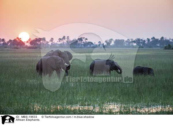 Afrikanische Elefanten / African Elephants / MBS-19633