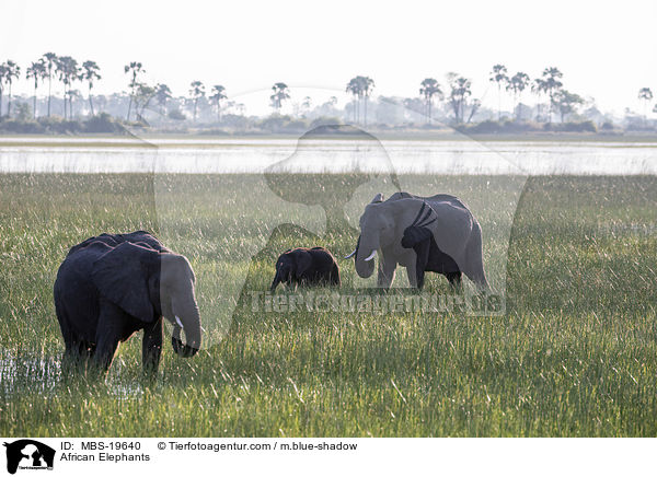Afrikanische Elefanten / African Elephants / MBS-19640