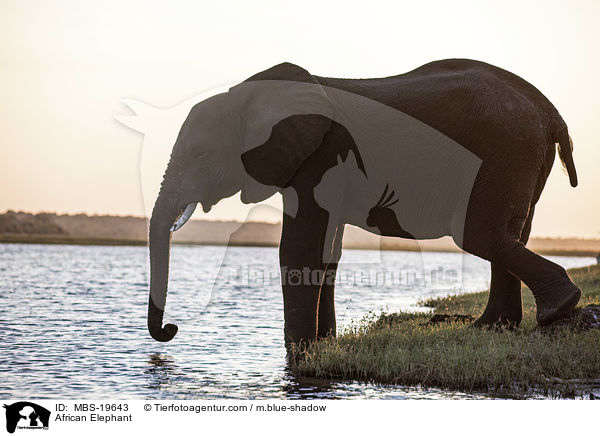Afrikanischer Elefant / African Elephant / MBS-19643