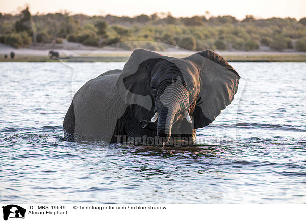 Afrikanischer Elefant / African Elephant / MBS-19649