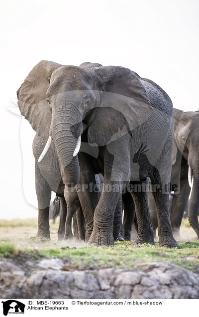 Afrikanische Elefanten / African Elephants / MBS-19663