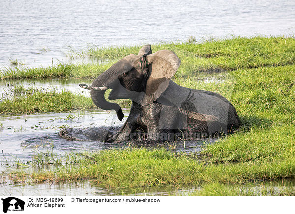 Afrikanischer Elefant / African Elephant / MBS-19699