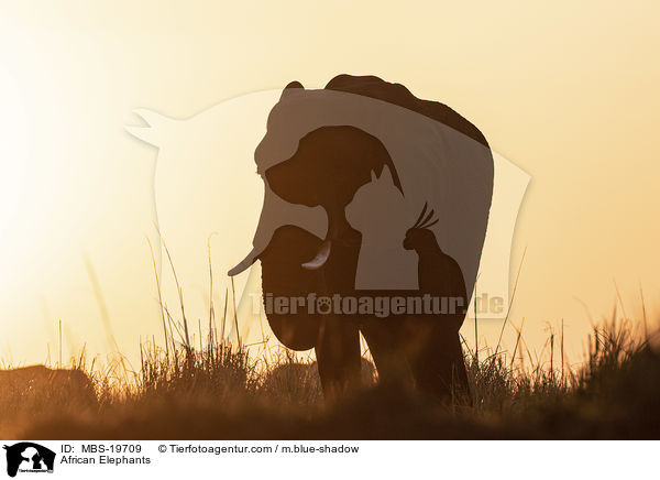 Afrikanische Elefanten / African Elephants / MBS-19709