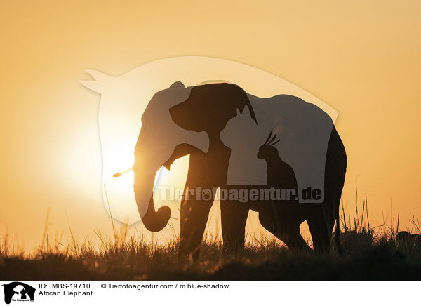 African Elephant / MBS-19710