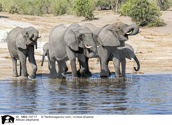 African elephants / MBS-19717