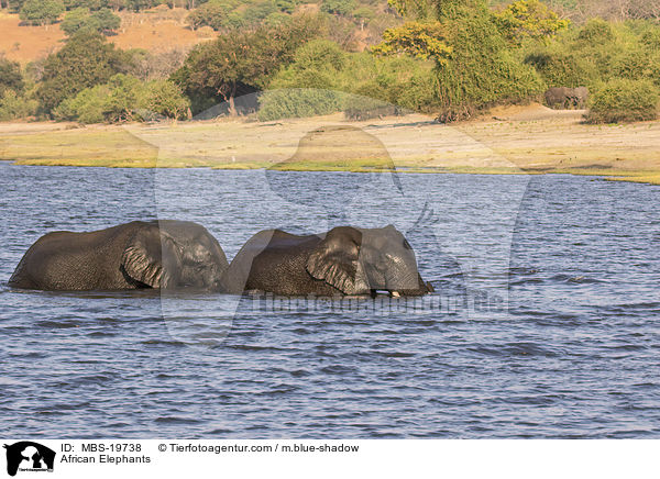 African Elephants / MBS-19738