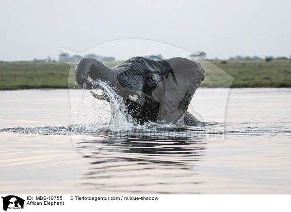 Afrikanischer Elefant / African Elephant / MBS-19755